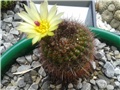 Notocactus 
